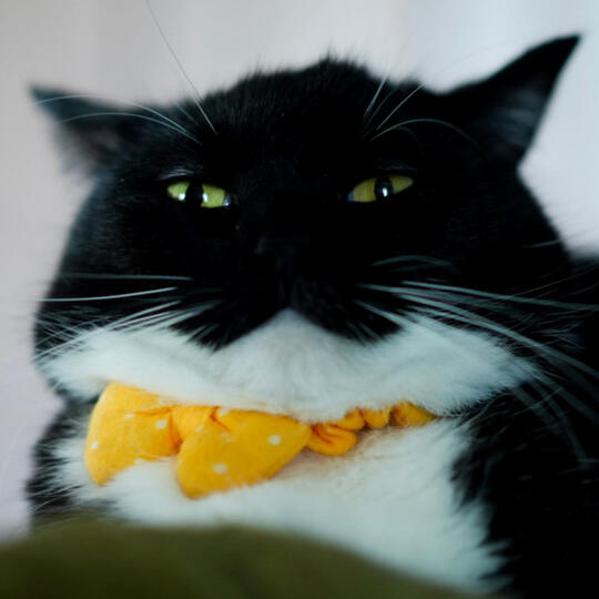 uni :3 (youtube/whatever)