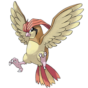 pidgeotto pidgeotto