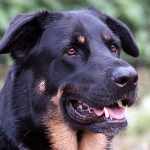 german shepherd rottweiler mix dogs