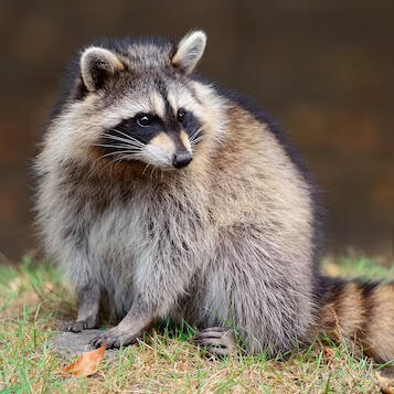 raccoons
