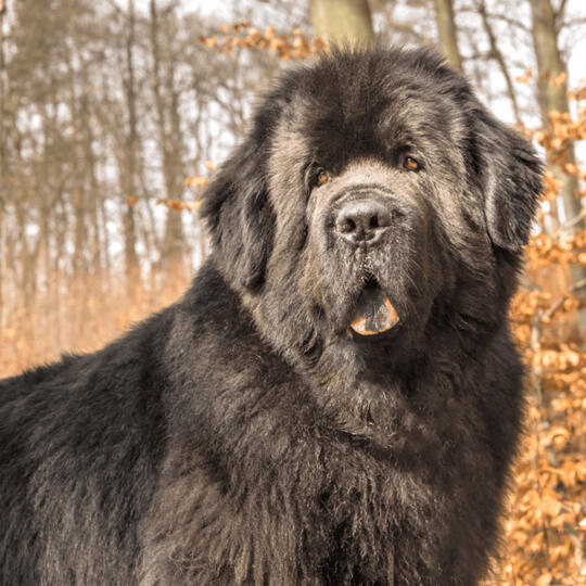 newfoundland dogs