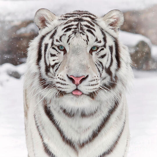 white bengal tigers