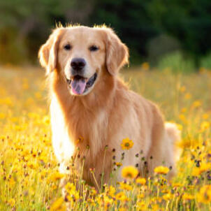 golden retrievers
