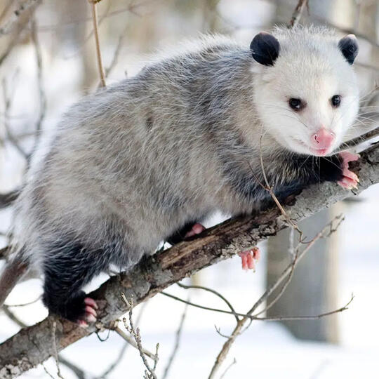 opossums