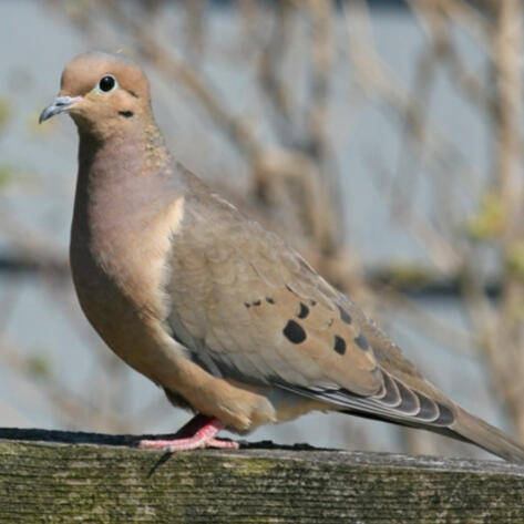mourning doves
