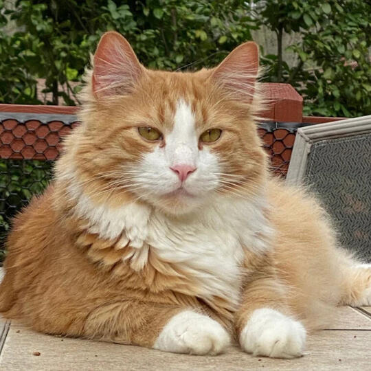domestic long hair cats