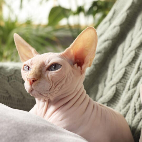 hairless cats