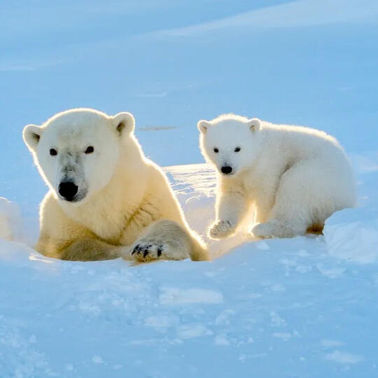 polar bears