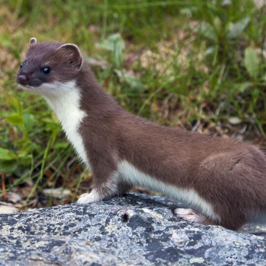 weasels
