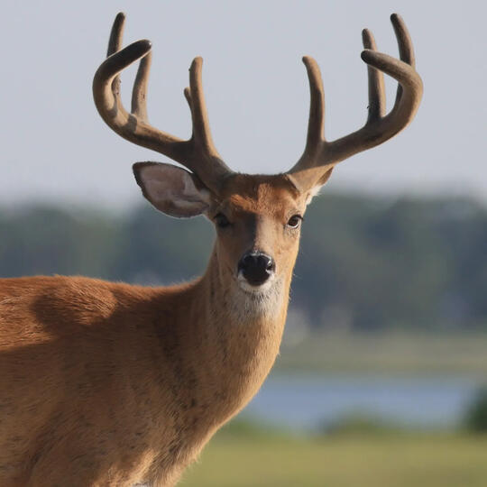 deer