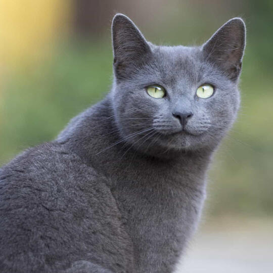 russian blue cats