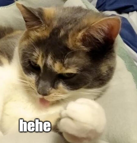 willow (and all cats in general)