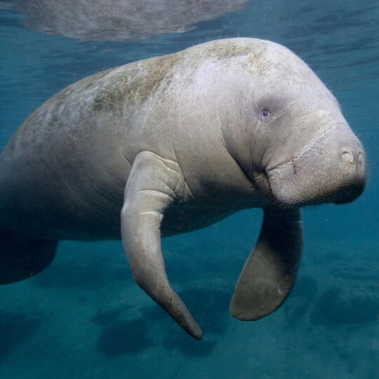 manatees